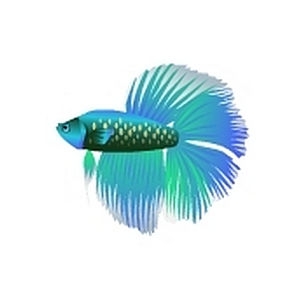 Aqua Doubletail Betta